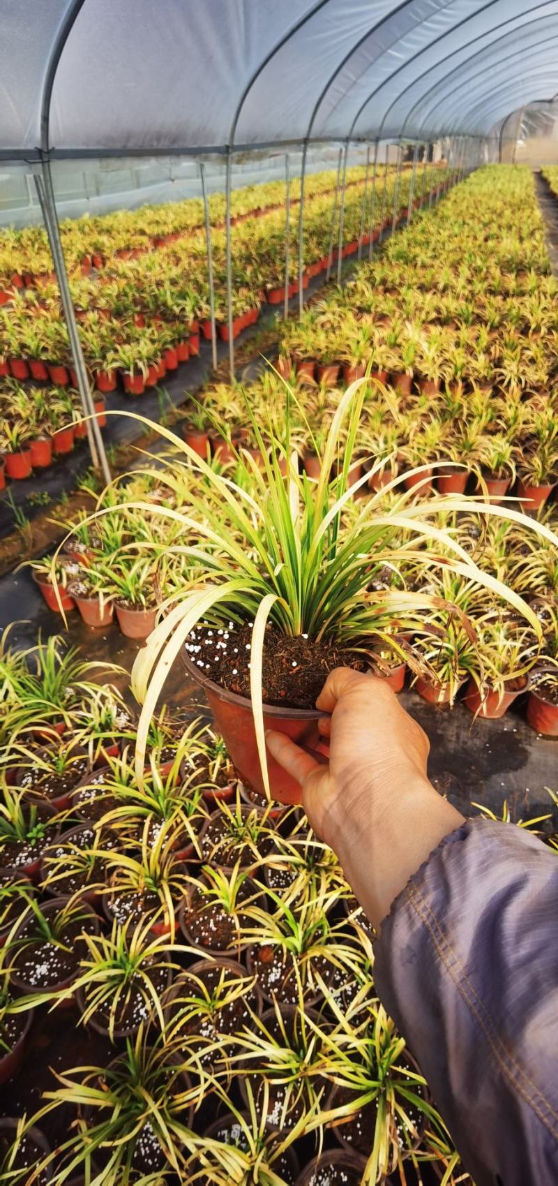 花镜植物，英国山麦冬