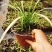 花镜植物，英国山麦冬