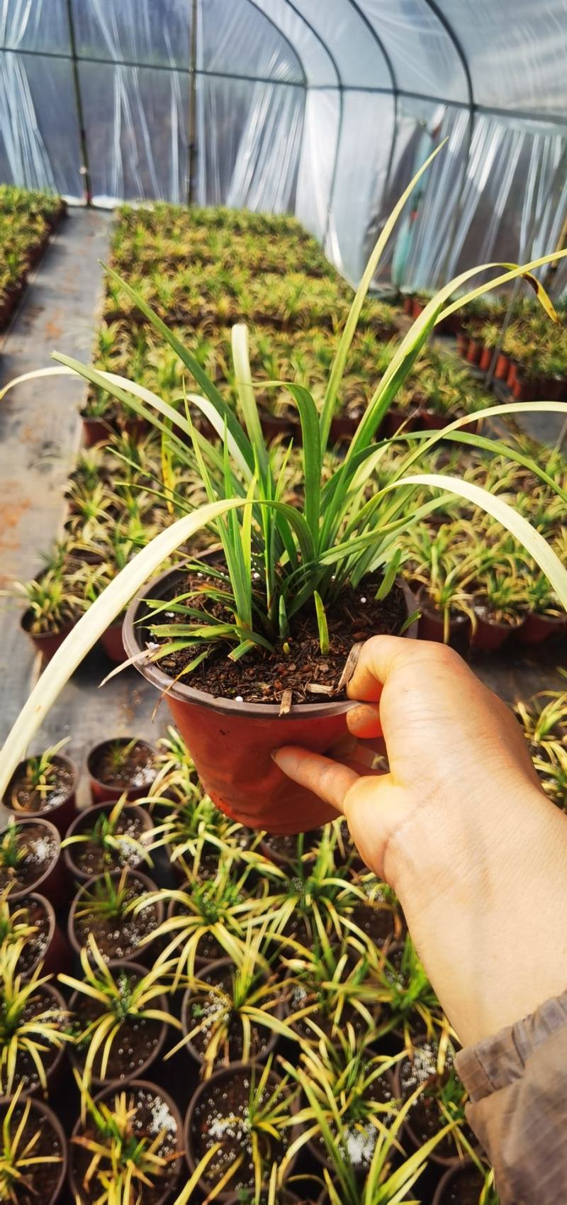 花镜植物，英国山麦冬