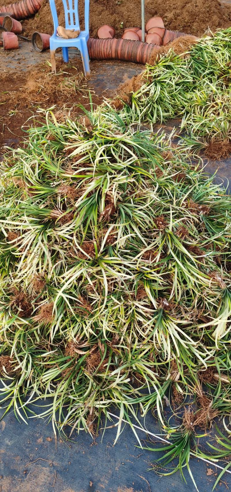 花镜植物，英国山麦冬