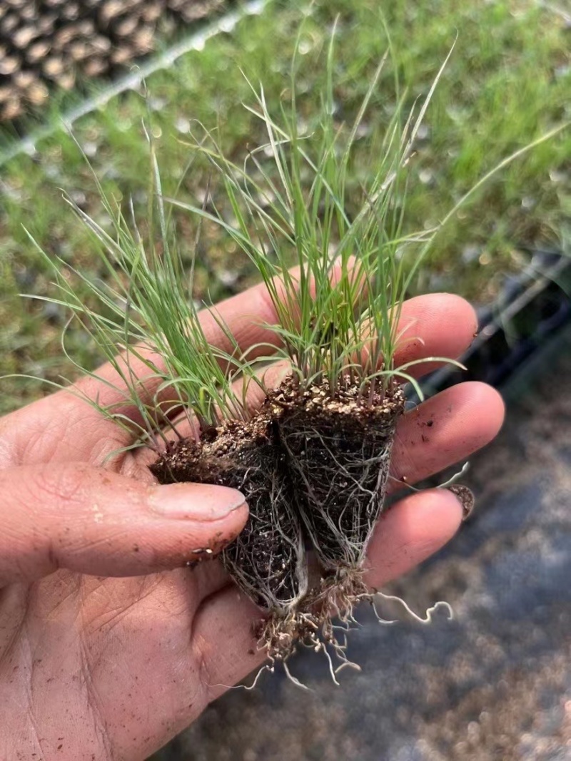 粉黛乱子草，多年生草本秋季花色艳丽观赏价值高