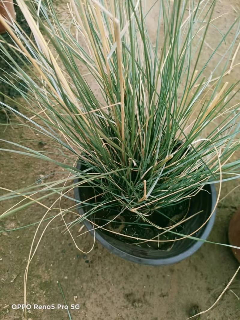 粉黛乱子草，多年生草本秋季花色艳丽观赏价值高