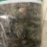 毛冬青叶毛冬青青叶毛冬青黑叶无硫磺熏蒸一公斤起批
