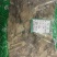 毛冬青叶毛冬青青叶毛冬青黑叶无硫磺熏蒸一公斤起批