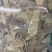 毛冬青叶毛冬青青叶毛冬青黑叶无硫磺熏蒸一公斤起批