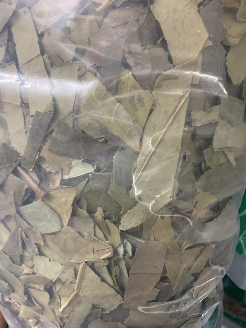 毛冬青叶毛冬青青叶毛冬青黑叶无硫磺熏蒸一公斤起批