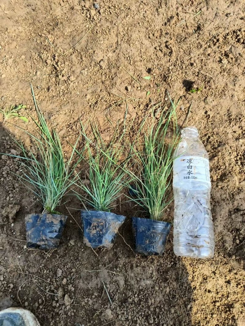 粉黛乱子草，多年生草本秋季花色艳丽观赏价值高