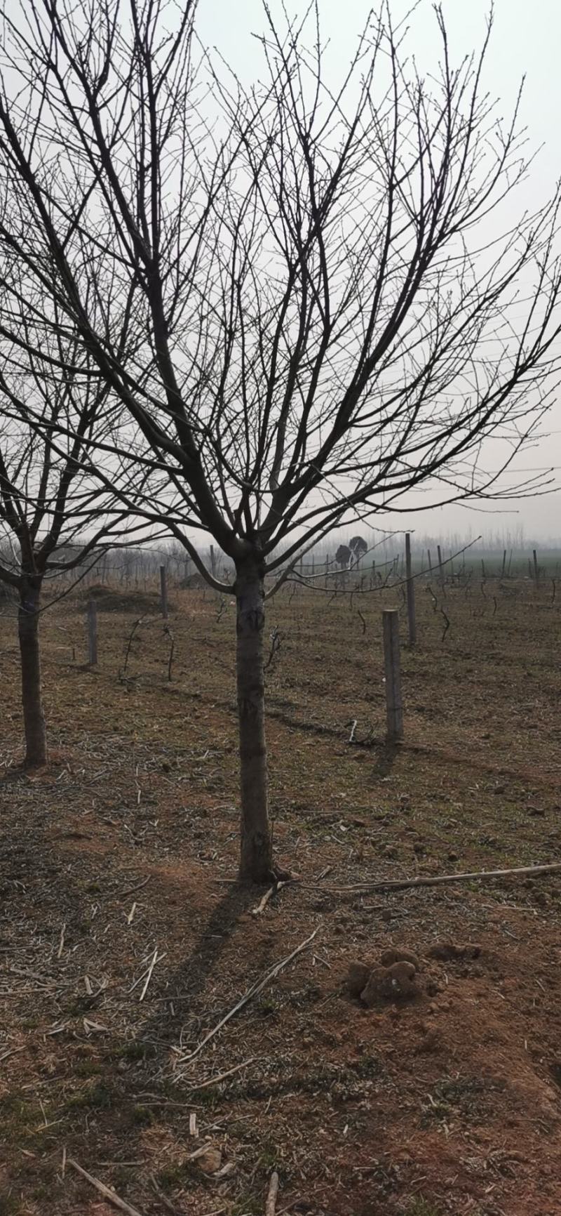 高杆樱花，早樱，晚樱
