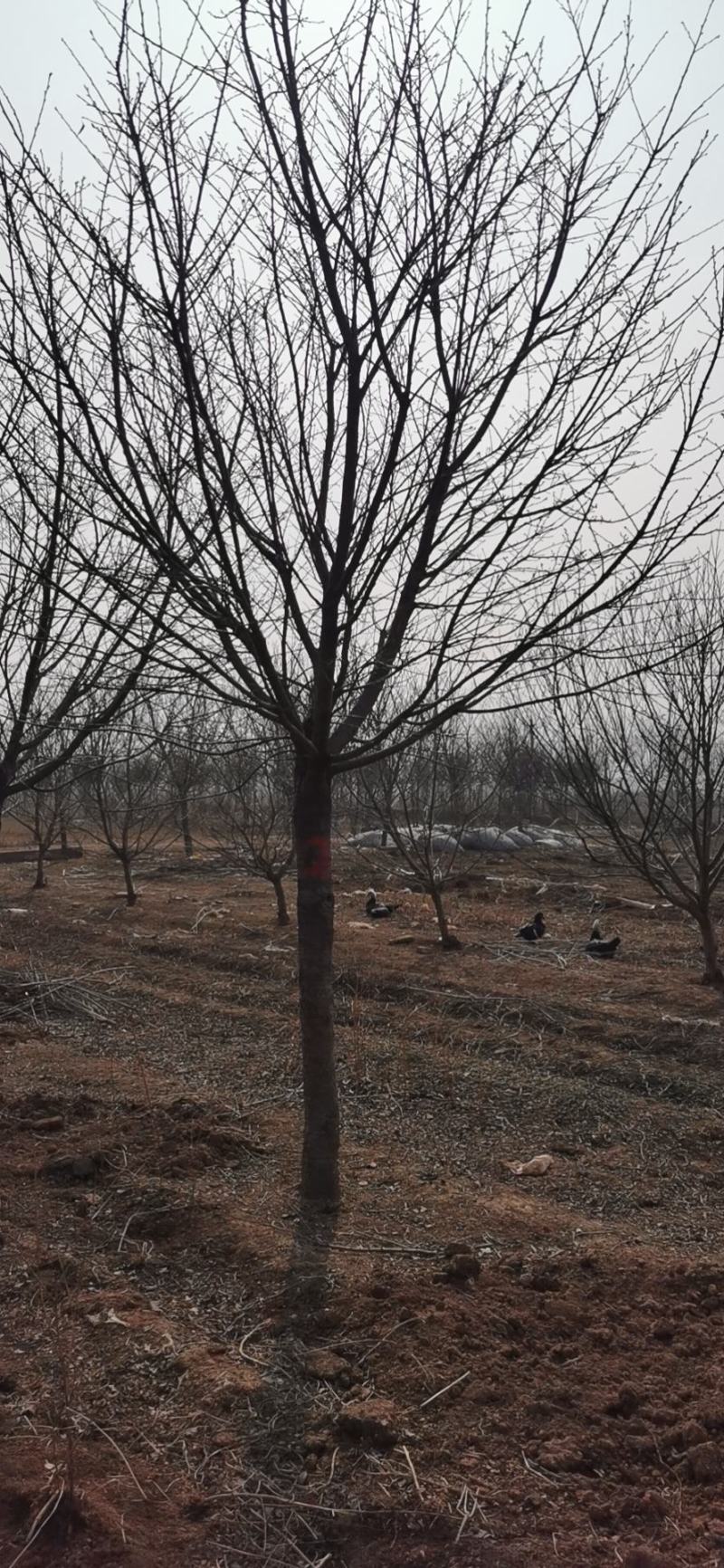 高杆樱花，早樱，晚樱