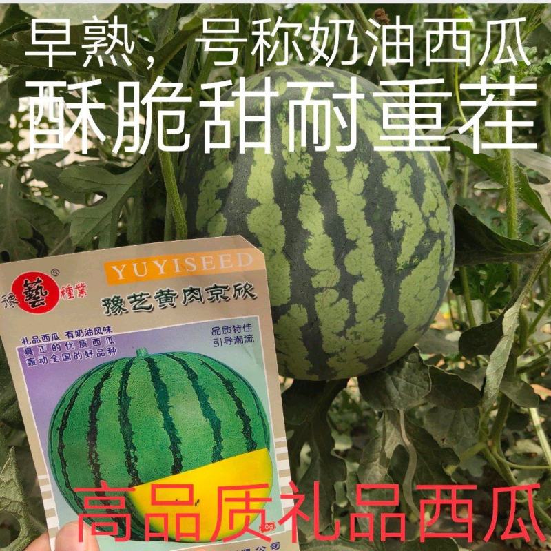 黄肉京欣西瓜种子~号称奶油西瓜皮薄而韧不裂果抗病耐湿