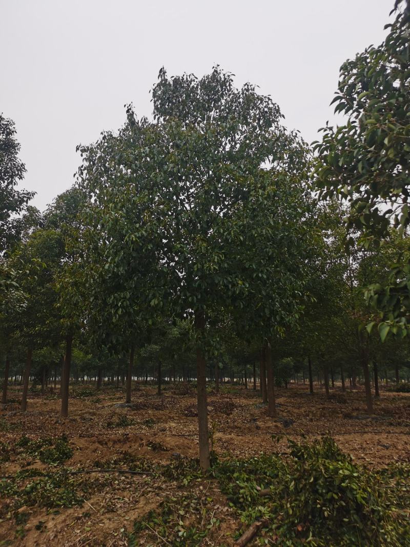 香樟，10-200公分大小规格，等级树形齐全