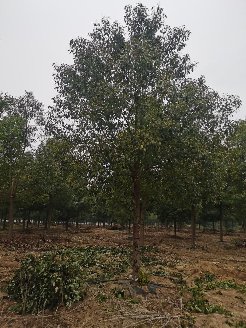 香樟，10-200公分大小规格，等级树形齐全