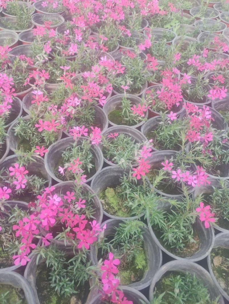 芝樱（丛生福禄考）用于花海绿化效果都很好
