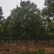 香樟，10-200公分大小规格，等级树形齐全