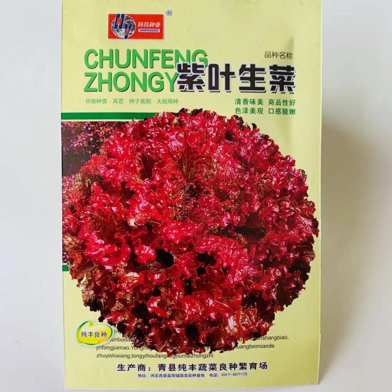 紫叶生菜种子紫色生菜品种散叶型生菜种籽小菜园种子批发