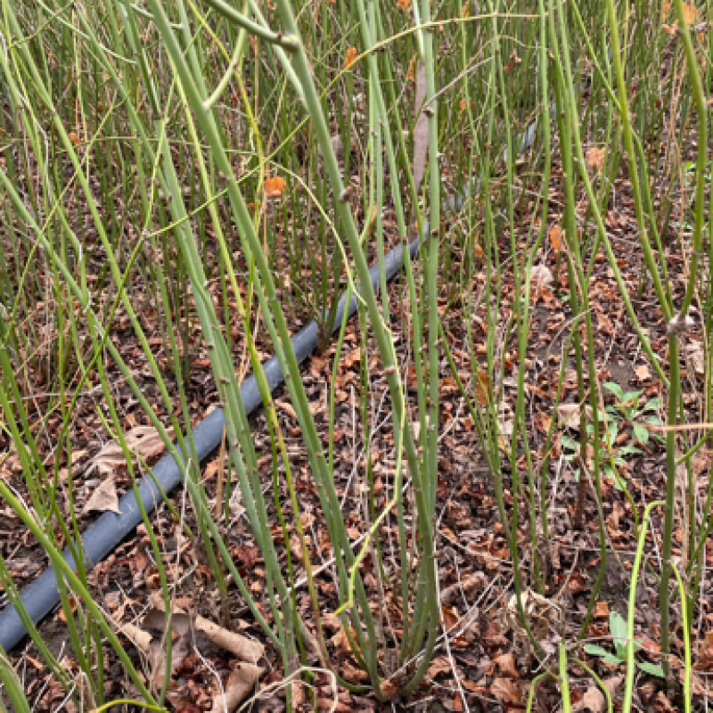 江苏优质棣棠苗隶棠毛球30一80基地直销质量保证
