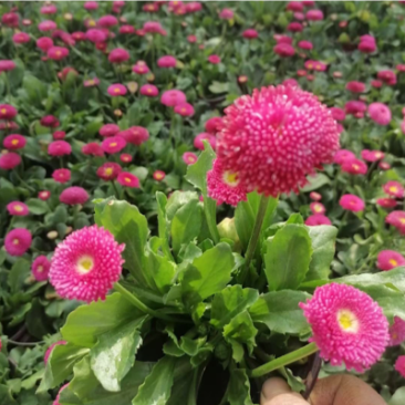 雏菊春季型草花用于小区公园道路两边得栽植于租摆