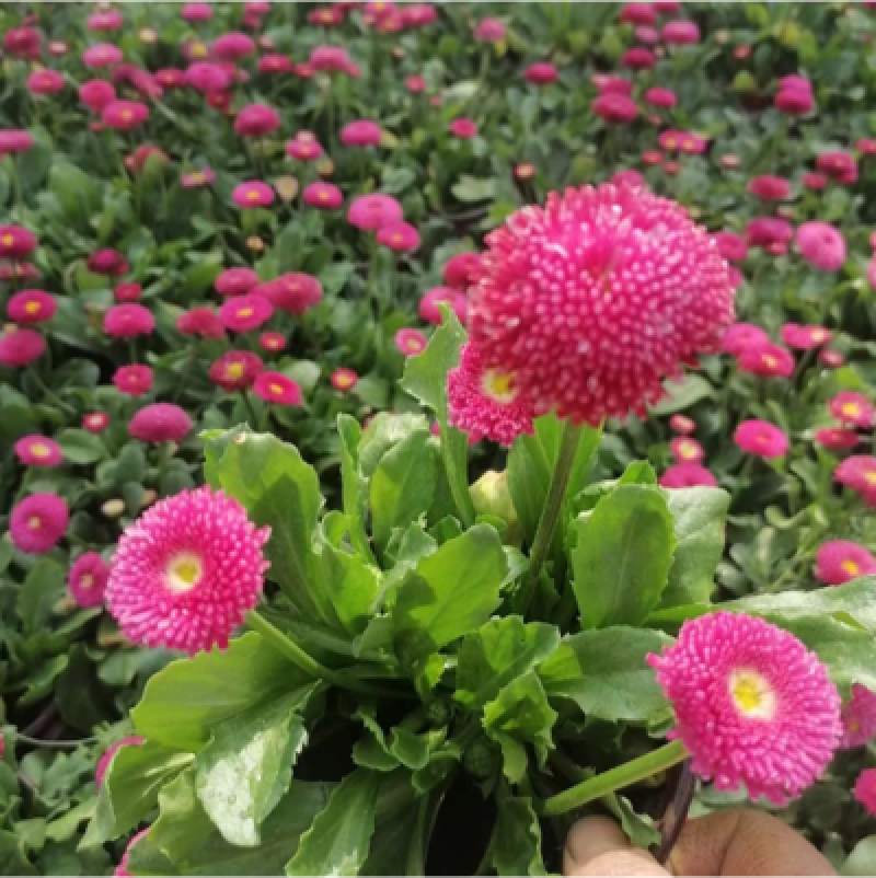 雏菊春季型草花用于小区公园道路两边得栽植于租摆