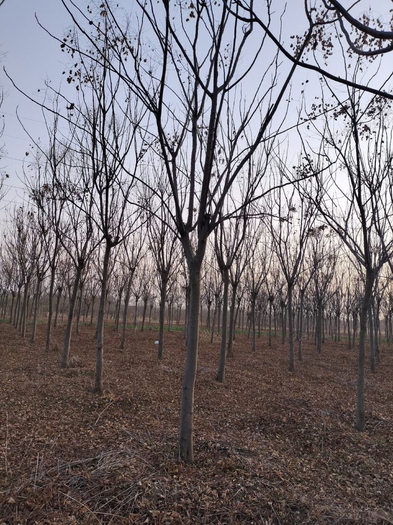 巨紫荆，10-25公分，各种树形等级