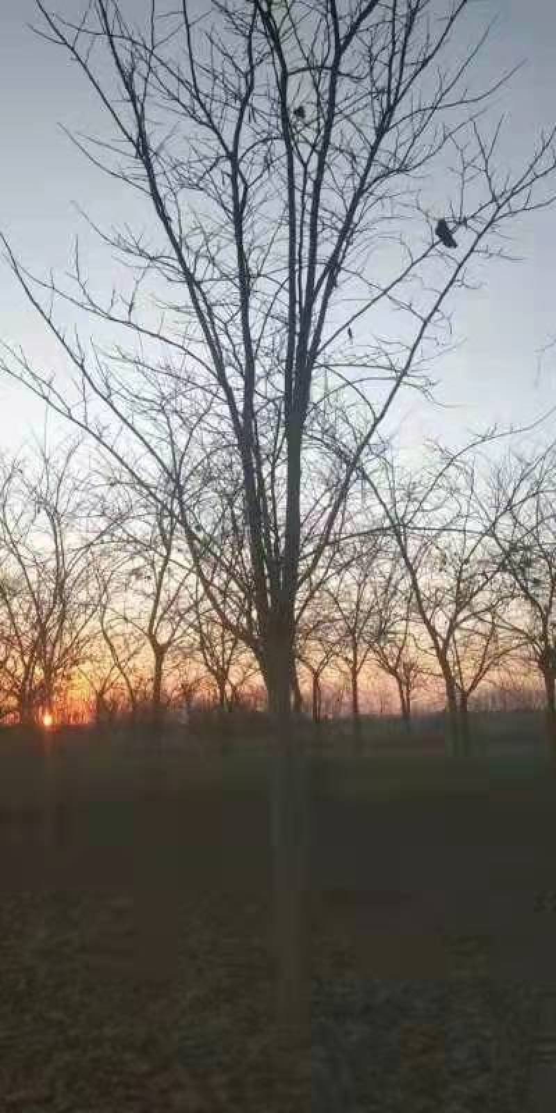 巨紫荆，10-25公分，各种树形等级