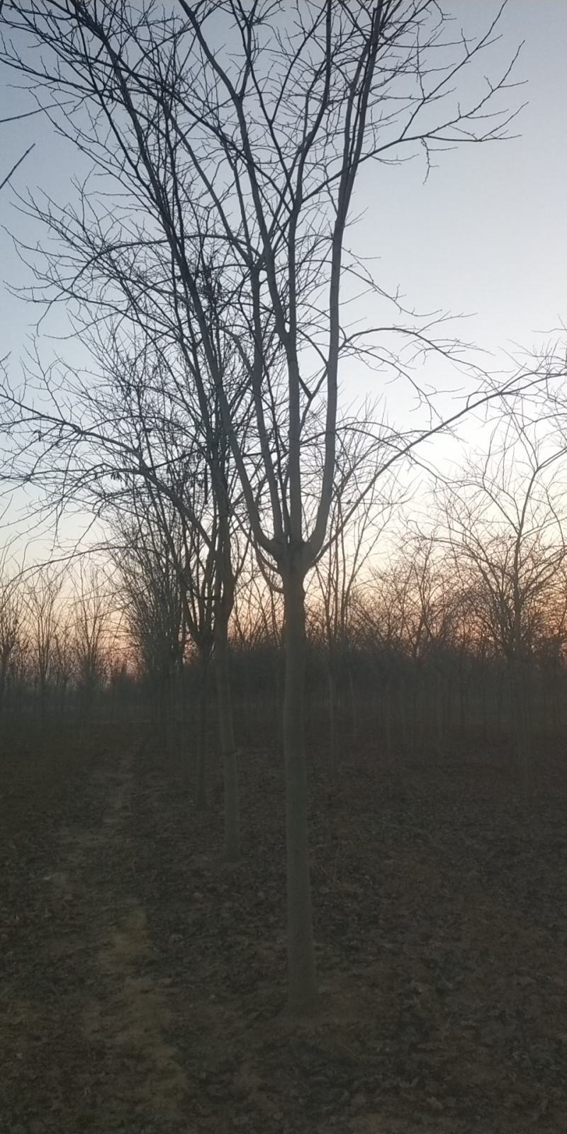巨紫荆，10-25公分，各种树形等级