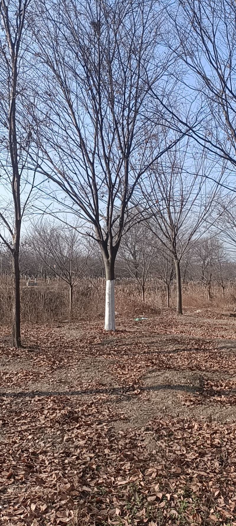 巨紫荆，10-25公分，各种树形等级