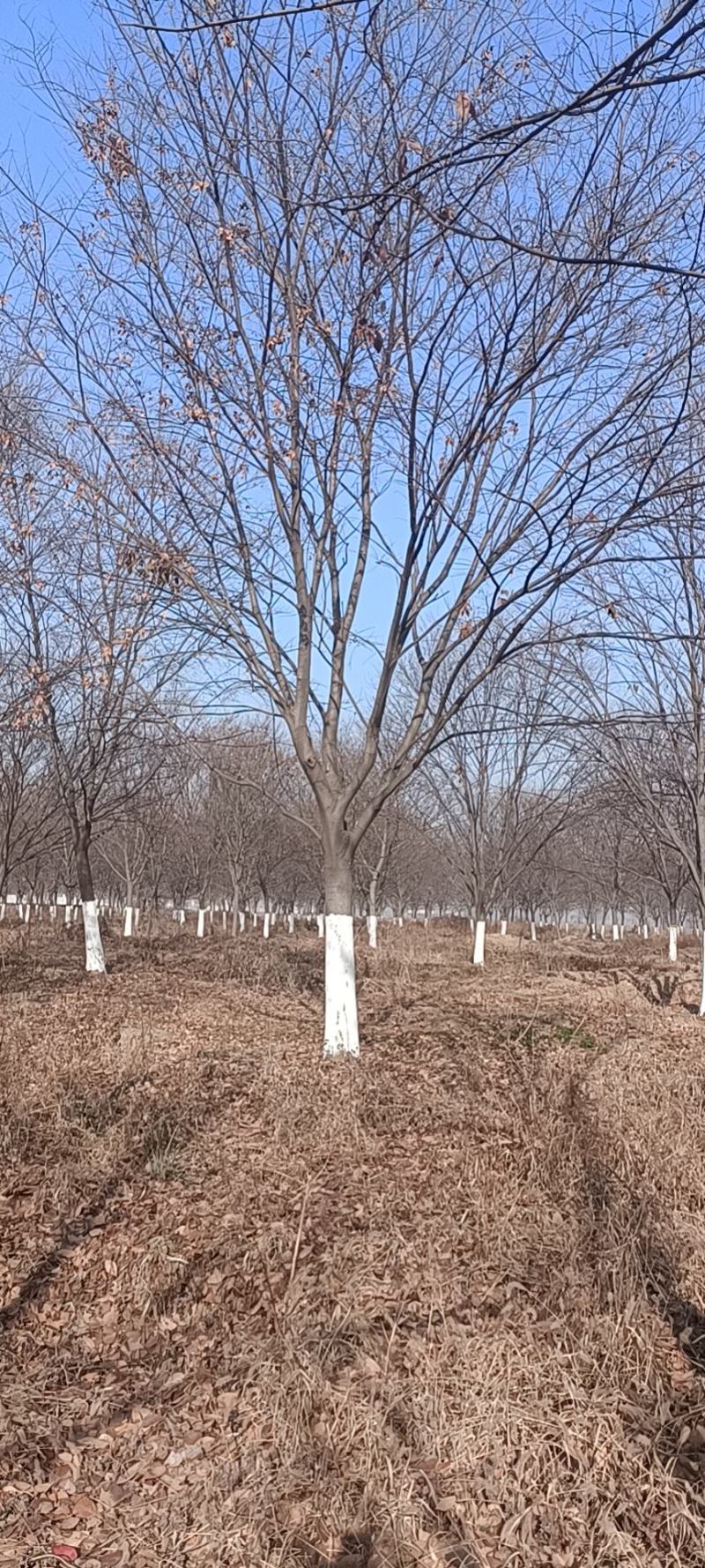 巨紫荆，10-25公分，各种树形等级