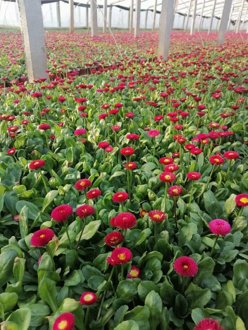雏菊春季型草花用于小区公园道路两边得栽植于租摆