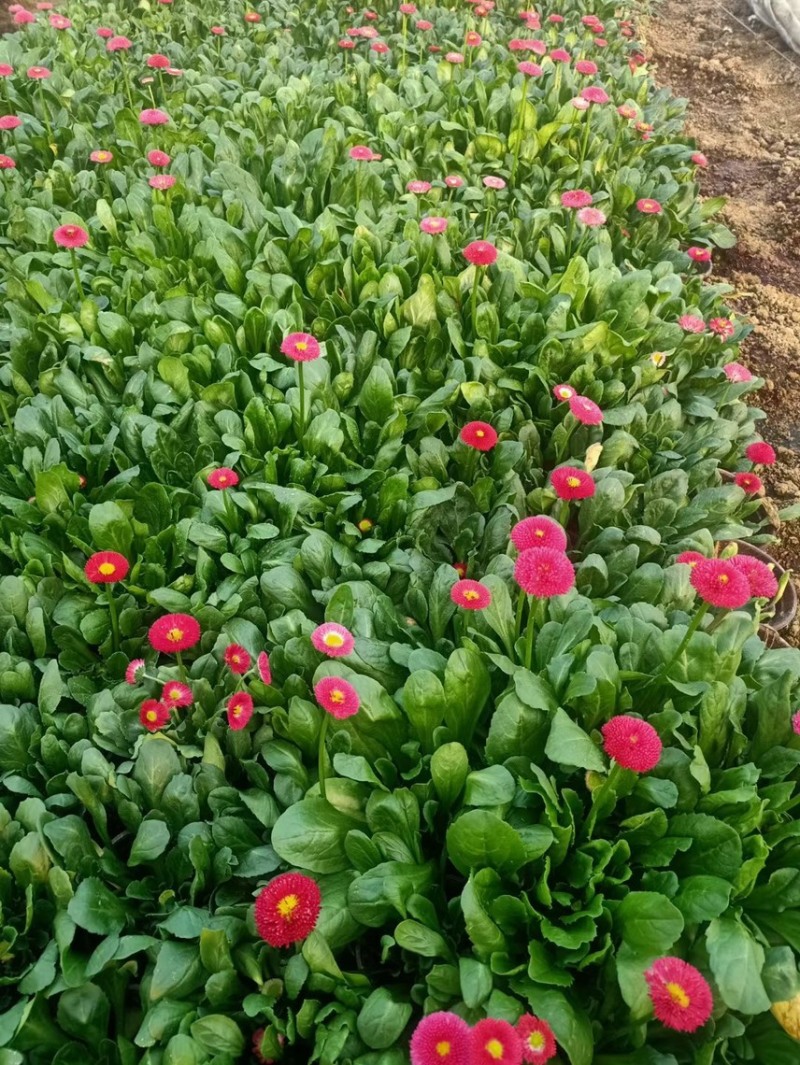 雏菊春季型草花用于小区公园道路两边得栽植于租摆