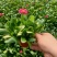 雏菊春季型草花用于小区公园道路两边得栽植于租摆