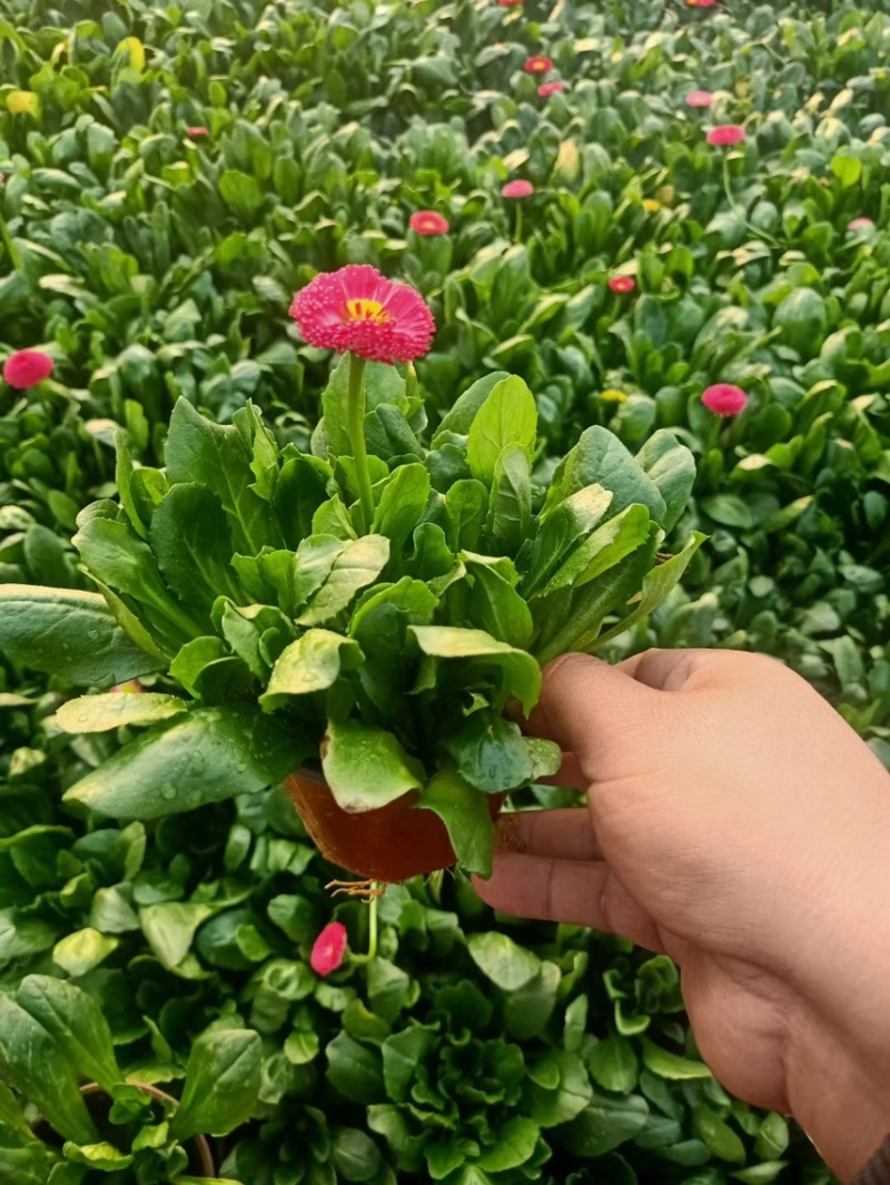 雏菊春季型草花用于小区公园道路两边得栽植于租摆