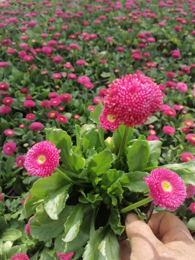雏菊春季型草花用于小区公园道路两边得栽植于租摆
