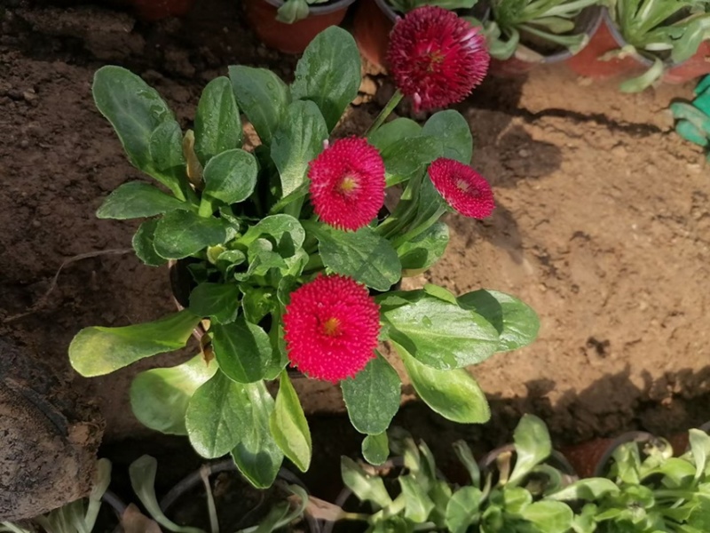 雏菊春季型草花用于小区公园道路两边得栽植于租摆