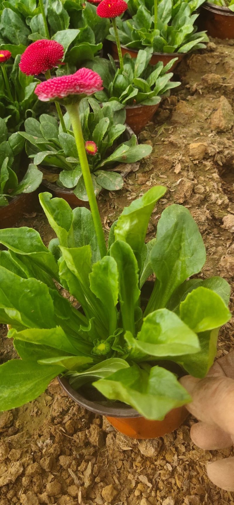 雏菊春季型草花用于小区公园道路两边得栽植于租摆