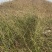 江苏优质棣棠苗隶棠毛球30一80基地直销质量保证