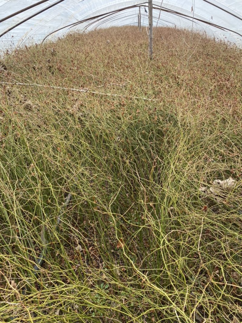 江苏优质棣棠苗隶棠毛球30一80基地直销质量保证