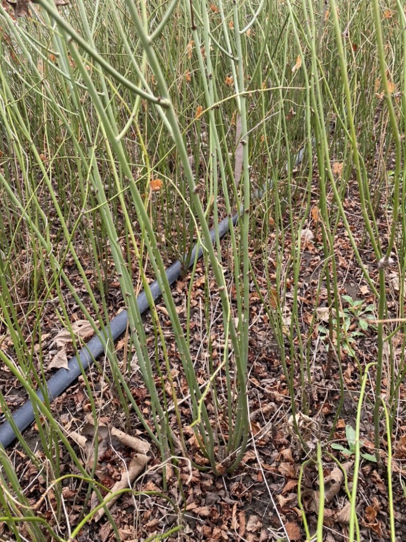 江苏优质棣棠苗隶棠毛球30一80基地直销质量保证