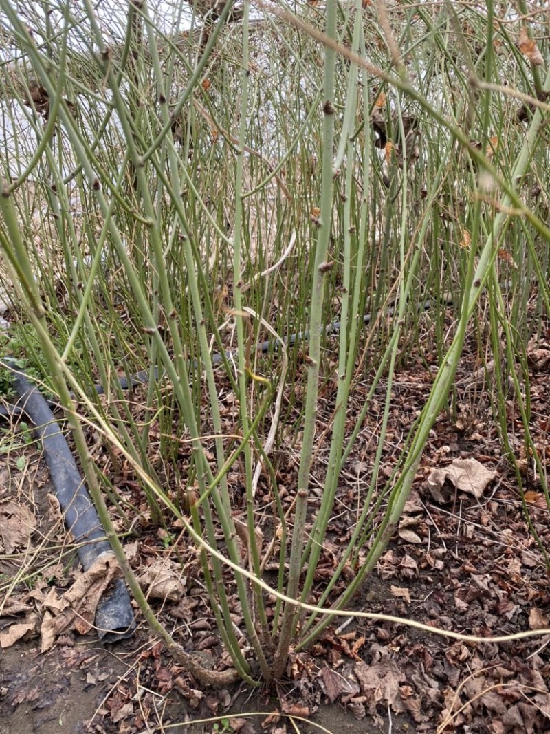 江苏优质棣棠苗隶棠毛球30一80基地直销质量保证