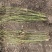 江苏优质棣棠苗隶棠毛球30一80基地直销质量保证