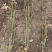 江苏优质棣棠苗隶棠毛球30一80基地直销质量保证