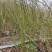 江苏优质棣棠苗隶棠毛球30一80基地直销质量保证