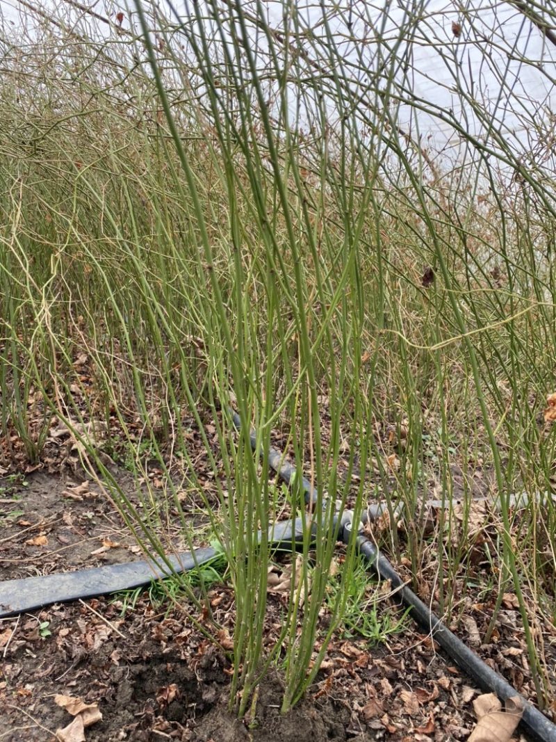 江苏优质棣棠苗隶棠毛球30一80基地直销质量保证