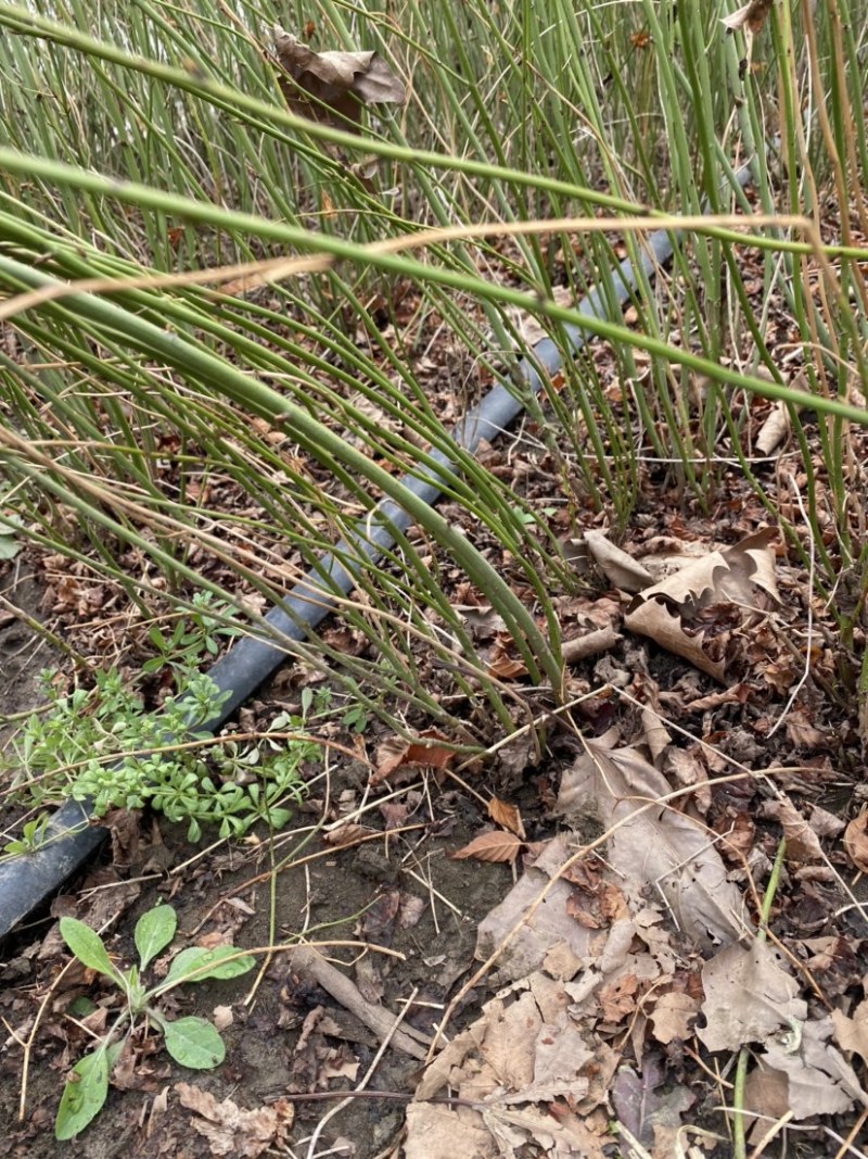江苏优质棣棠苗隶棠毛球30一80基地直销质量保证