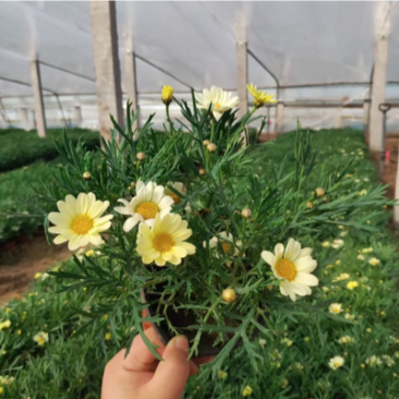 玛格丽特花色多样生长飘逸是园林景观不可多得的优质品种