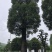 香樟，10-200公分大小规格，等级树形齐全