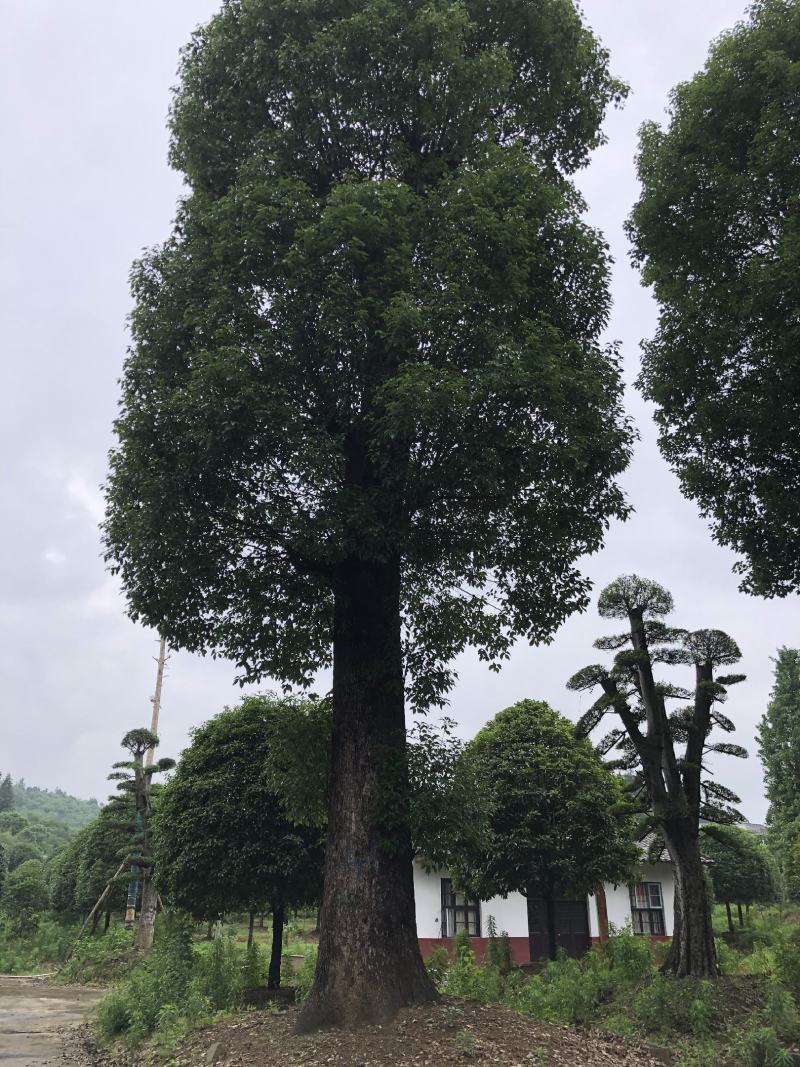 香樟，10-200公分大小规格，等级树形齐全