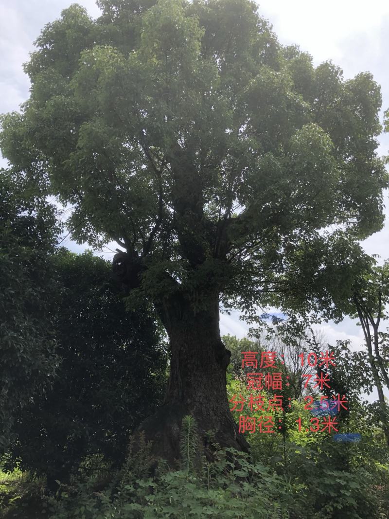 香樟，10-200公分大小规格，等级树形齐全