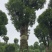 香樟，10-200公分大小规格，等级树形齐全