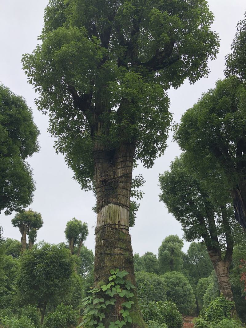 香樟，10-200公分大小规格，等级树形齐全