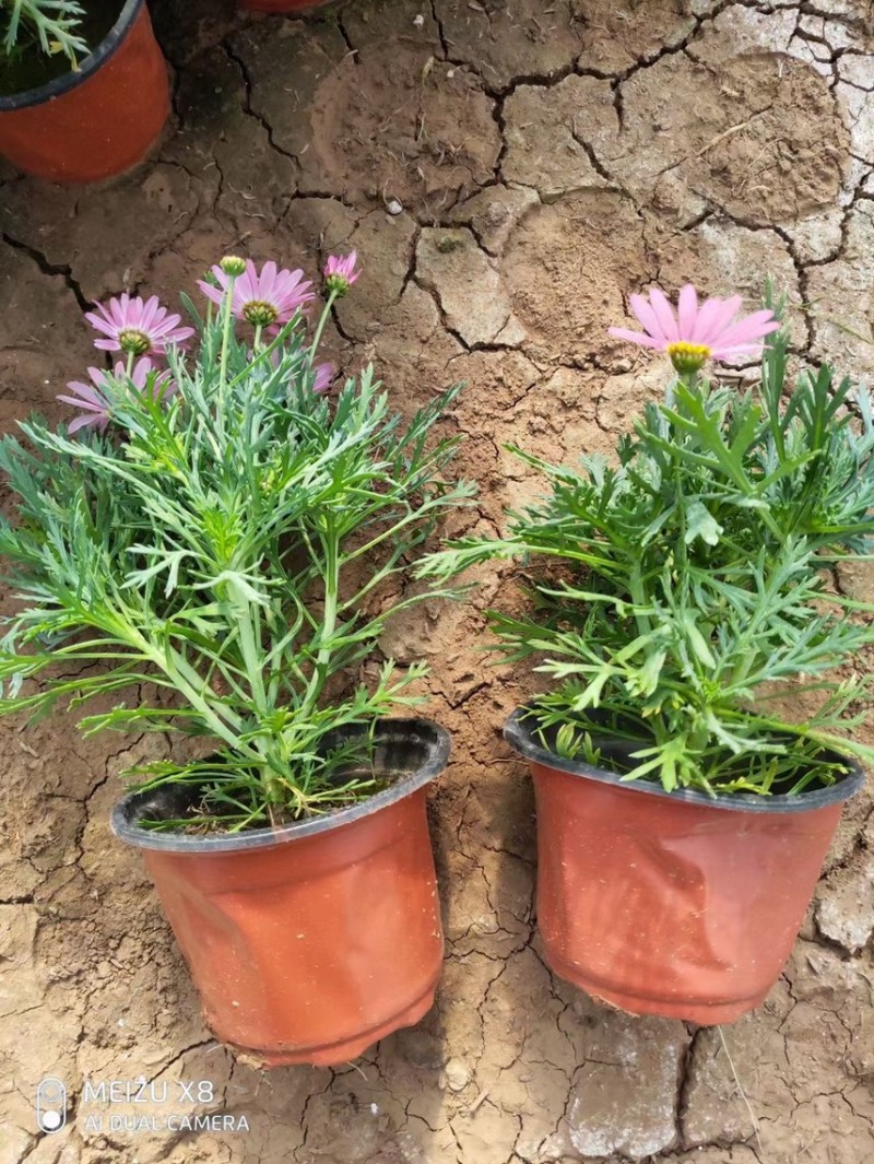 玛格丽特花色多样生长飘逸是园林景观不可多得的优质品种